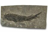 Devonian Lobed-Fin Fish (Osteolepis) Fossil - Scotland #319624-1